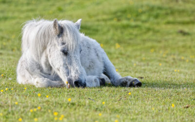 Cavaliers : quelques conseils pour une bonne assurance de votre cheval