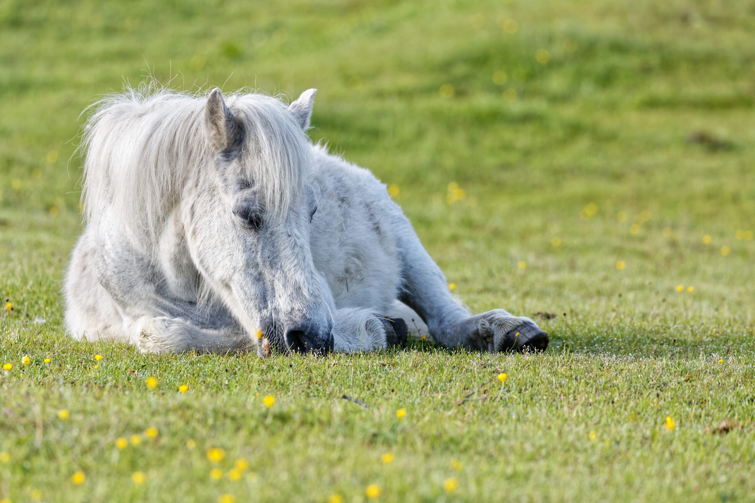 Cheval blanc au repos