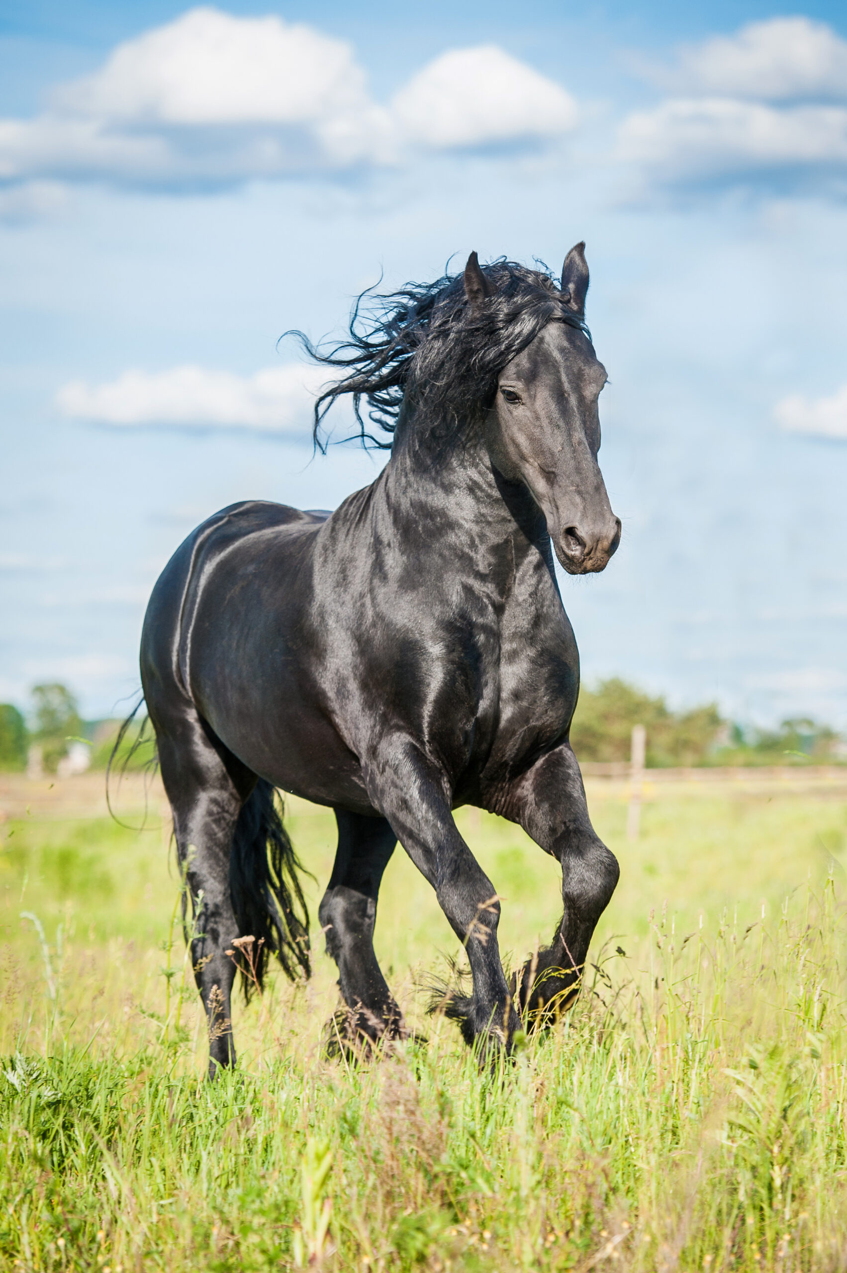 Beautiful black friesian stallion running on the field in summer