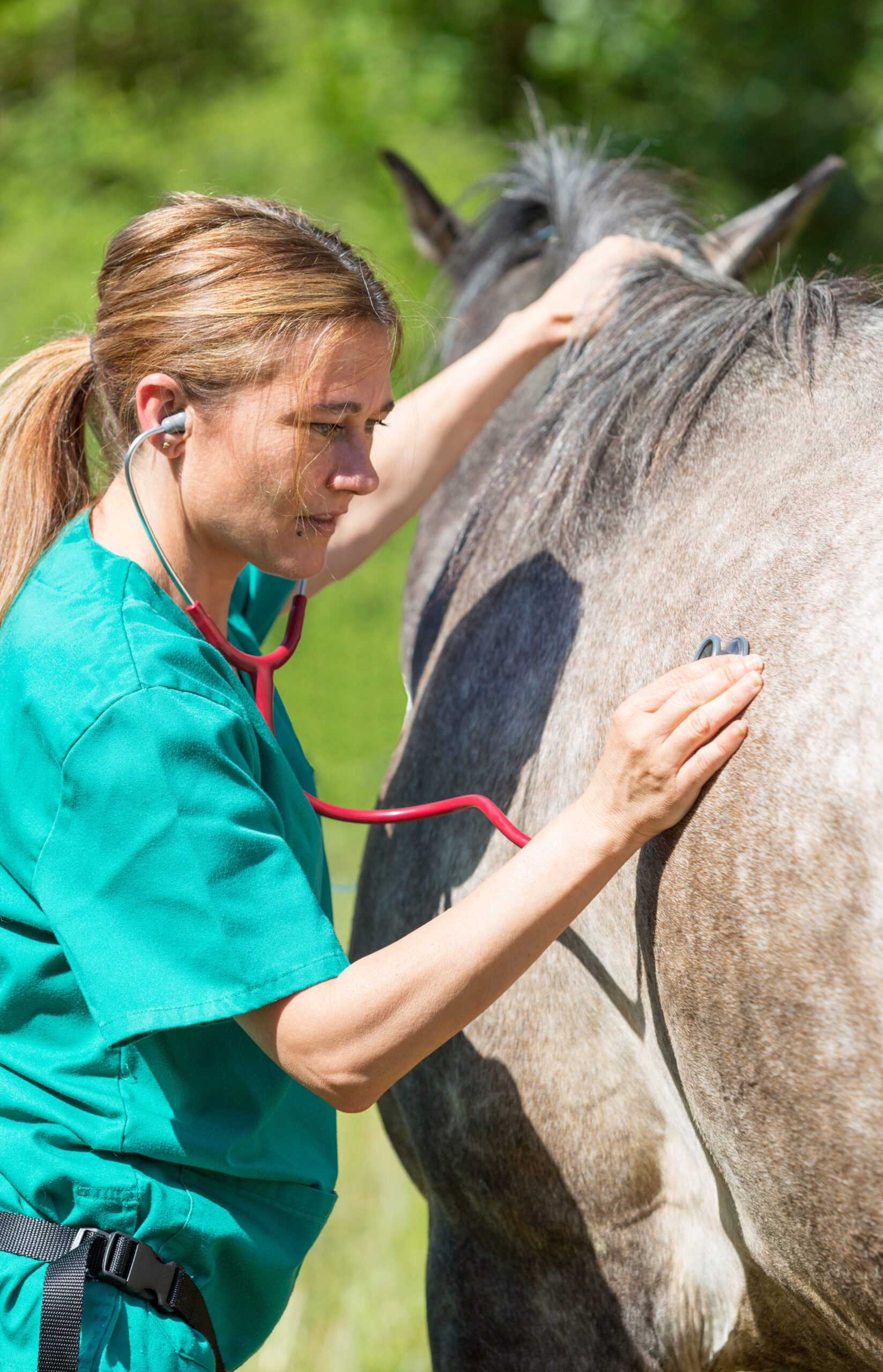 Equine veterinary