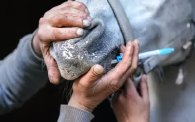 Votre cheval est-il bien protégé ?