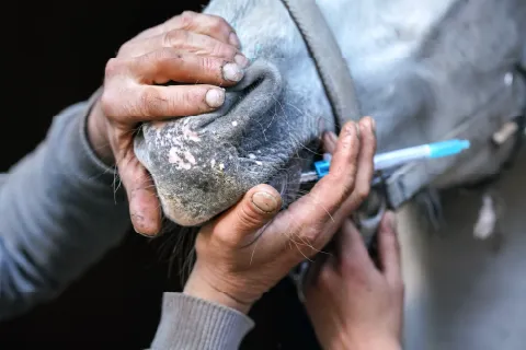 Votre cheval est-il bien protégé ?